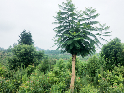 瀘州市眾樂種植專業合作社