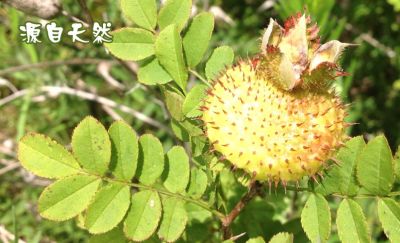 利川市騰龍野生刺梨酒業(yè)有限責任公司