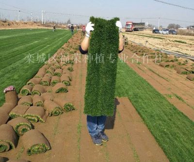 欒城區(qū)福榮草坪種植合作社