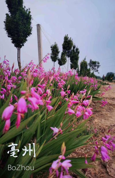 亳州市譙城區(qū)志發(fā)種植專(zhuān)業(yè)合作社